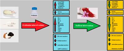 Saffron (Crocus sativus) and its constituents in ovalbumin-induced asthma model: a preclinical systematic review and meta-analysis